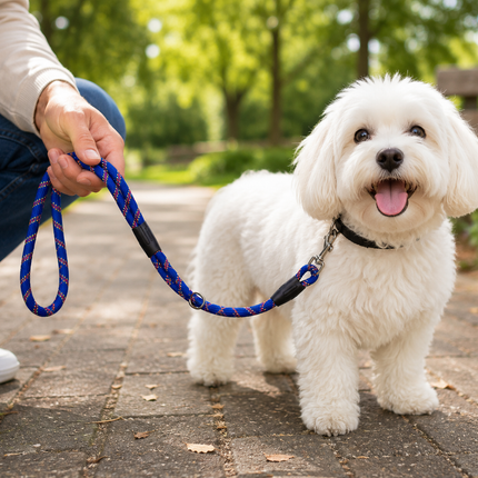 Dog Slip Lead - (2 Assorted)